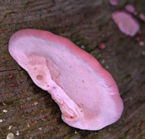 . Fomitopsis cajanderi .